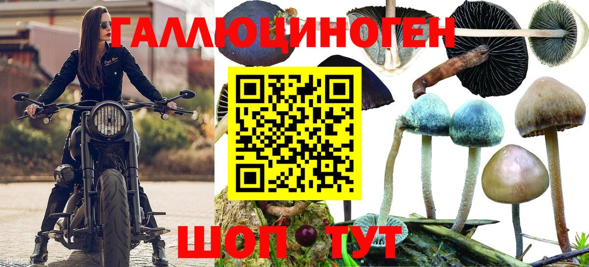 Сухой Лог  Псилоцибиновые грибы MAGIC MUSHROOMS  Псилоцибиновые грибы Psilocybine cubensis  Вход с VPN 